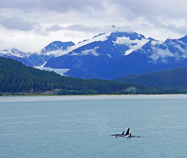 Alaskan Killer Whales