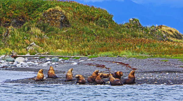 Alaskan Sea Lions - 2