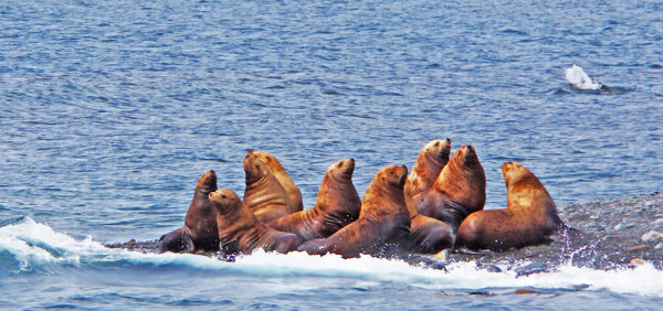 Alaskan Sea Lions