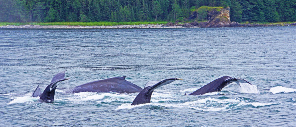 Alaskan Sperm Whales