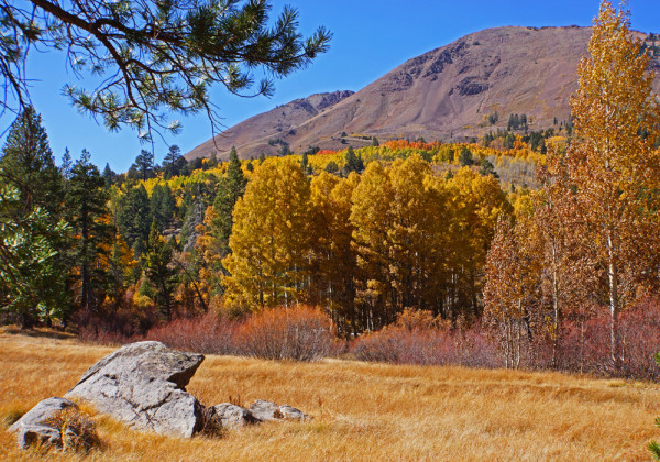 Autumn Aspen Grove