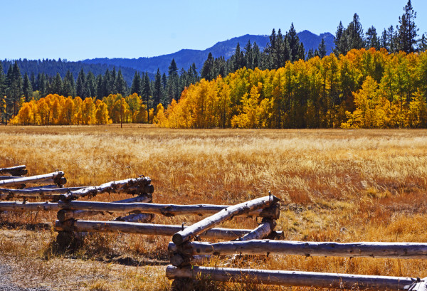 Autumn Meadow