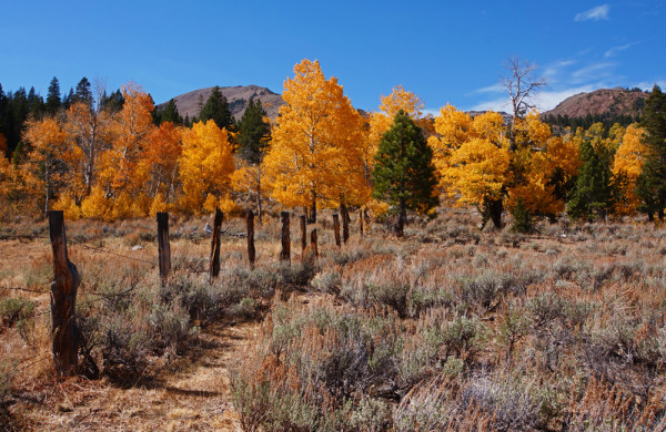 Autumn in the Sierras - 4