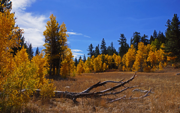 Autumn in the Sierras - 5