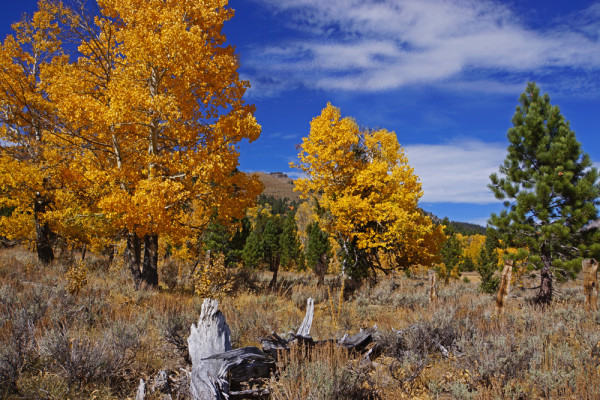 Autumn in the Sierras - 6