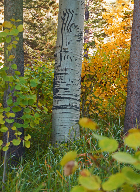 Bear Claw Marks