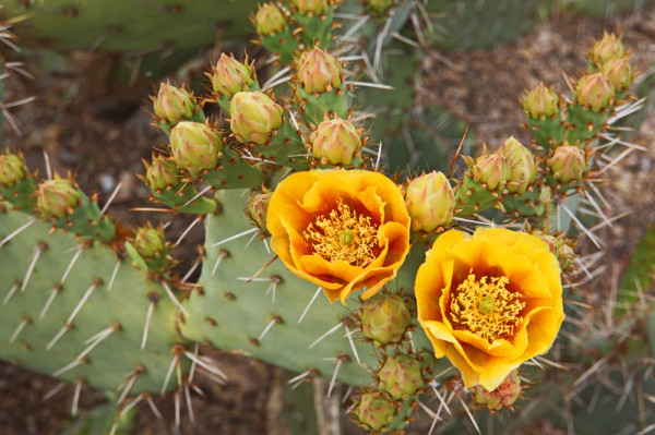 Cactus Flower- 2