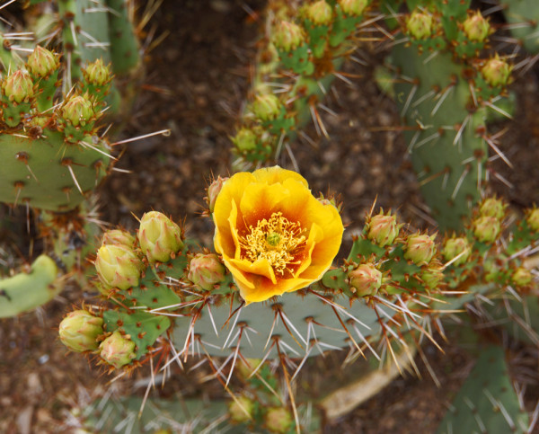 Cactus Flower