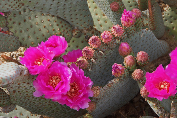 Cactus Flower - 4
