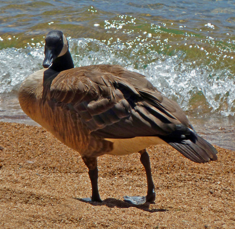 Canada Goose