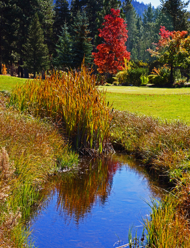 Cattail Reflections