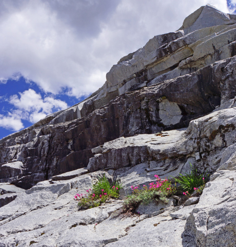 Determined Wild Flowers