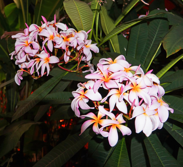 Frangipani - The Hawaiian Lei Flower