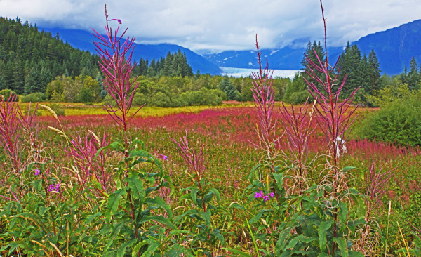 Alaskan Glacier Wild Flowers