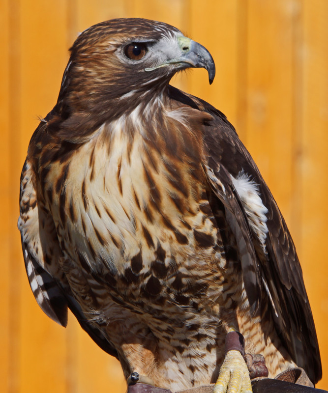 Hawk Eye