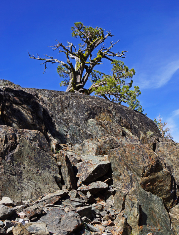 Lone Pine