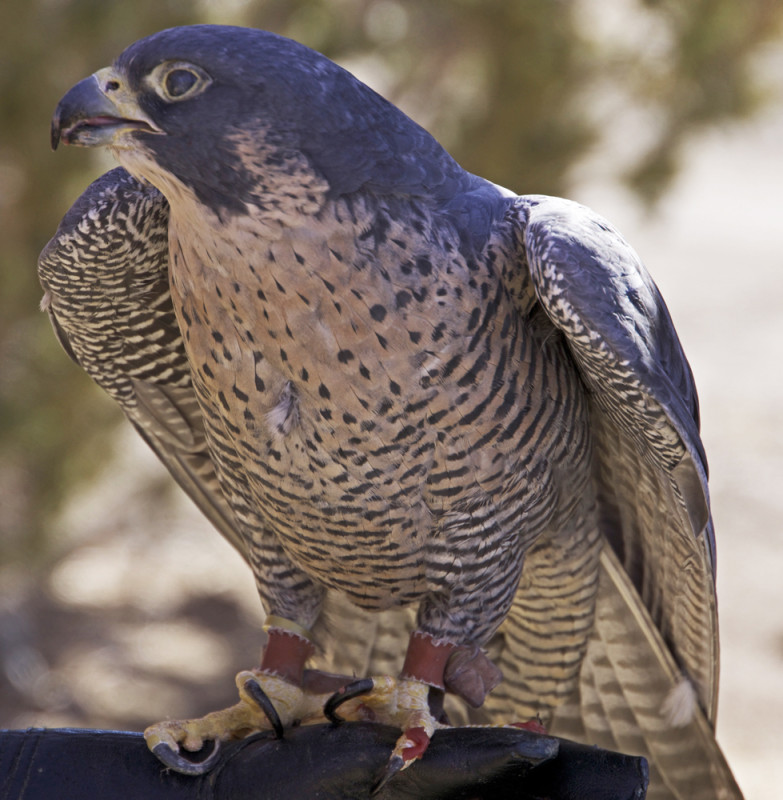 Peregriine Falcon - 2