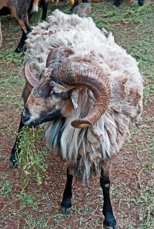 Ram's Horns