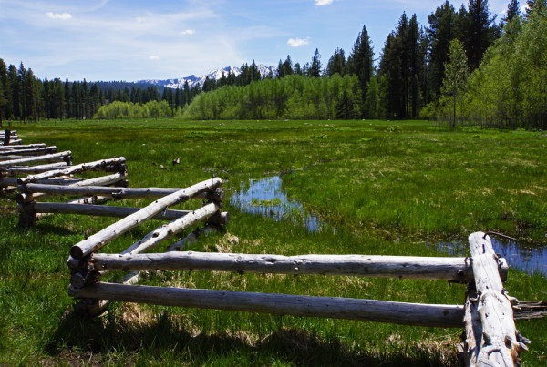 Springtime Meadow