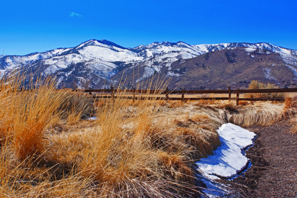 Springtime Meadow