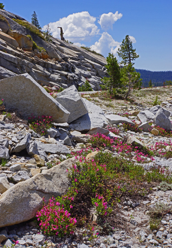 Springtime in the Sierra