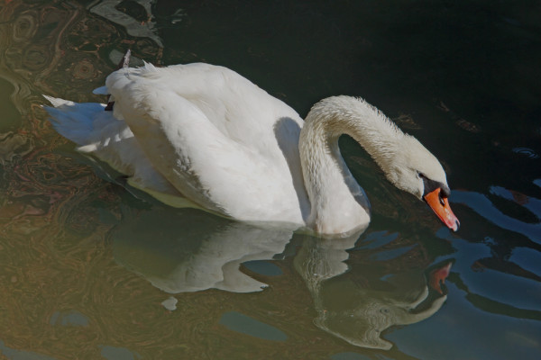 Swan Reflection - 2