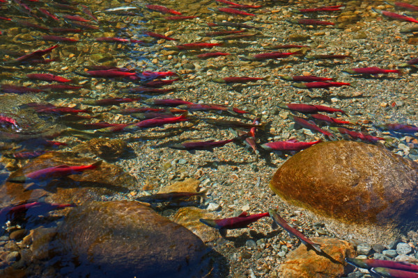 Tahoe Salmon Spawn