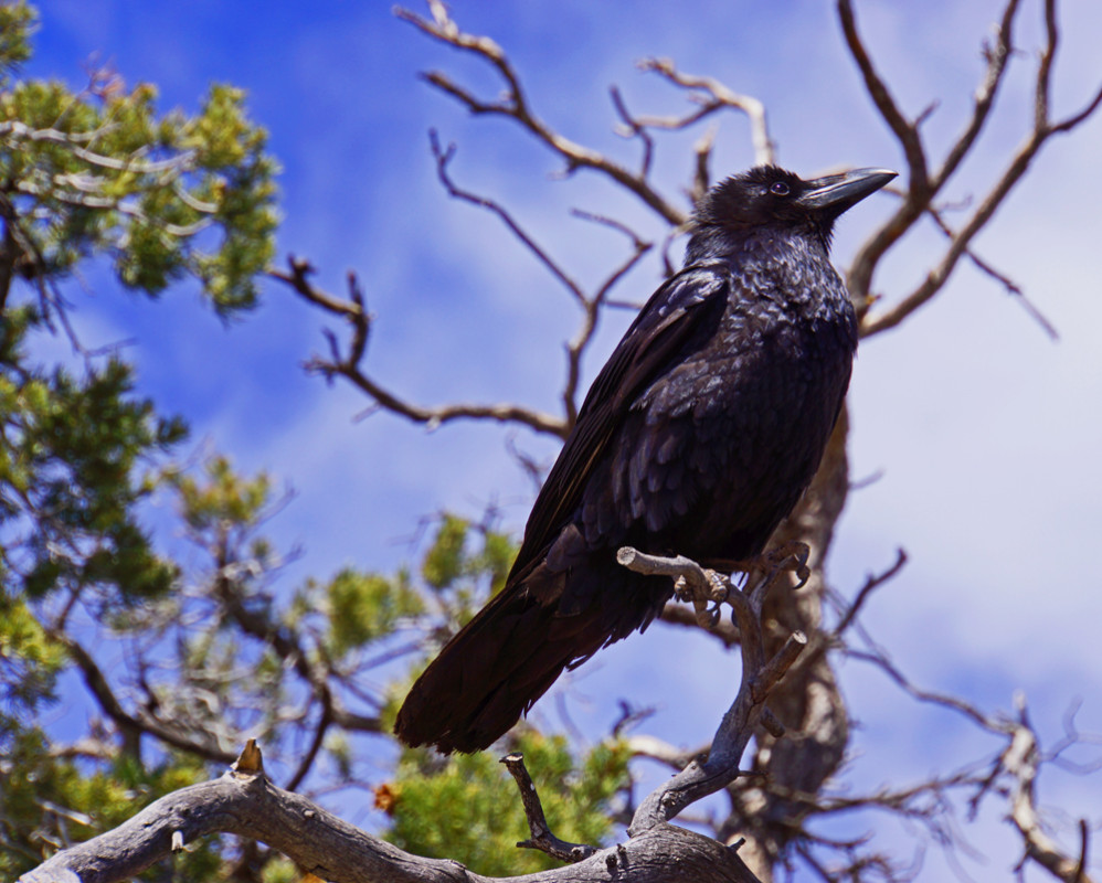 Thoughtful Raven