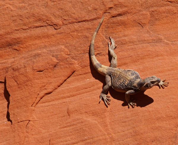 Valley of Fire Resident