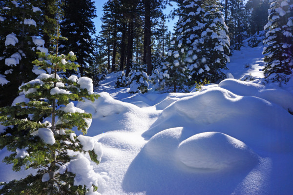 Winter's Blanket