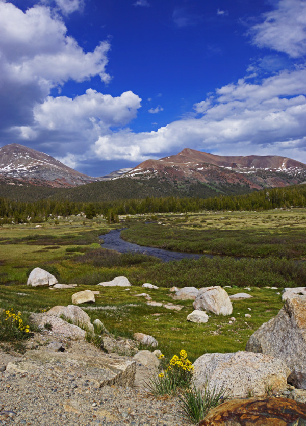 Yosemite Meadow