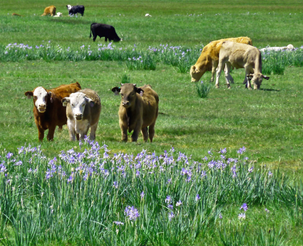 Shall we eat those flowers?