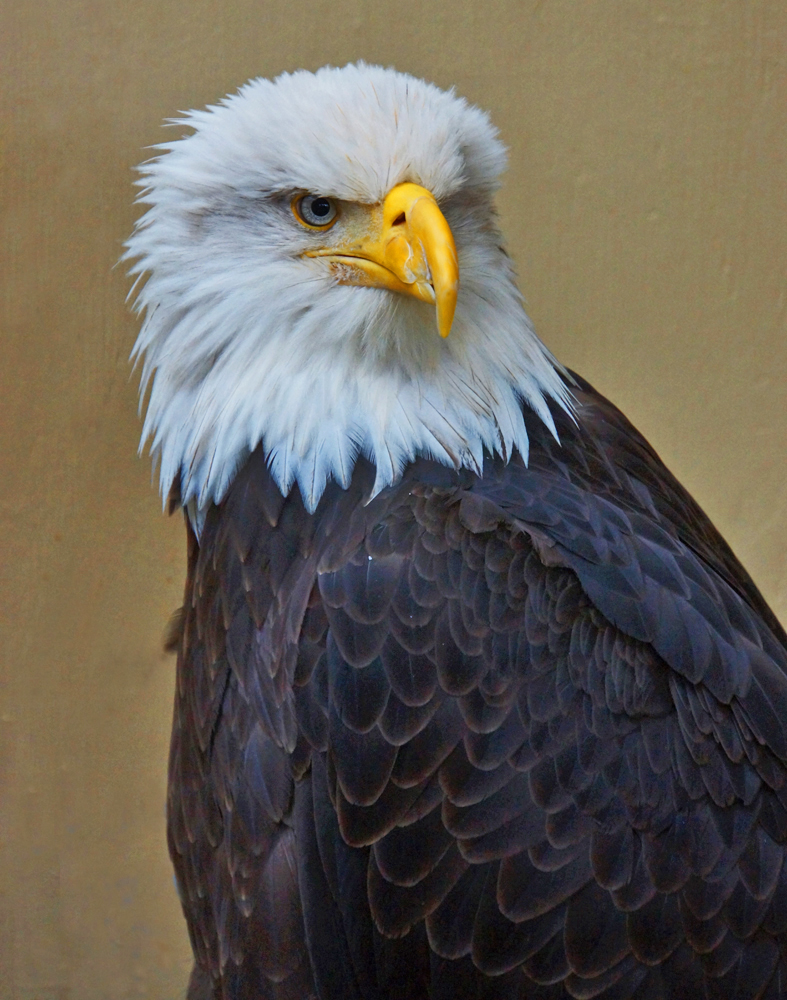 America’s Symbol of Freedom | Mother Earth Images