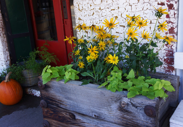 Autumn Daisies