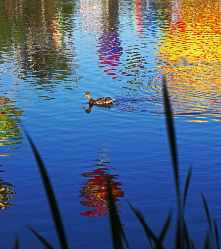 Balloon Reflections - 5