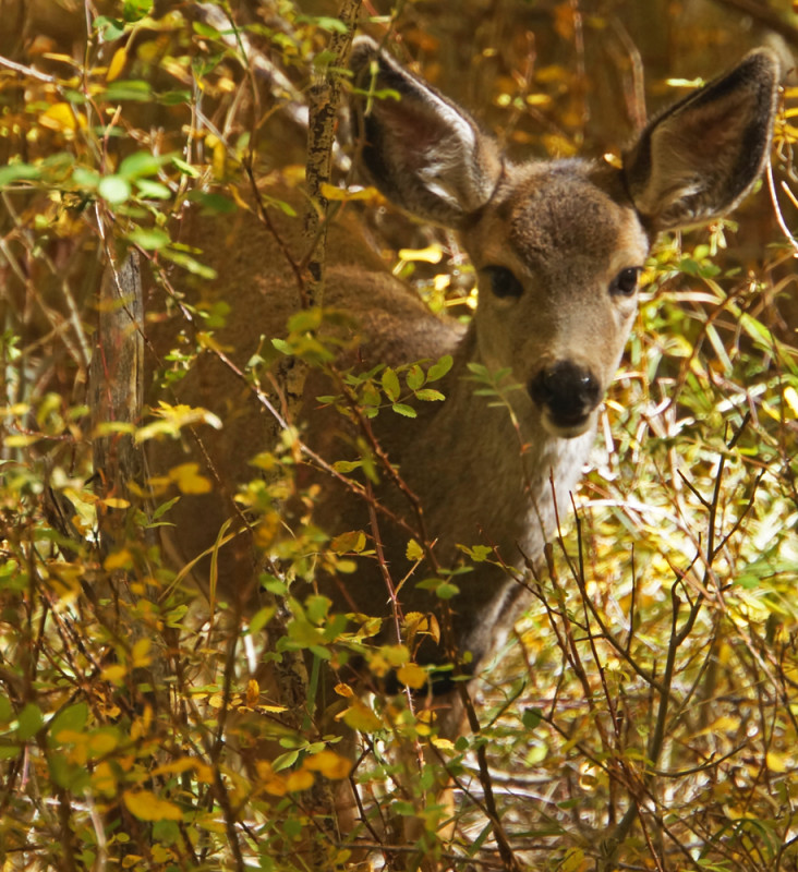 Bambi