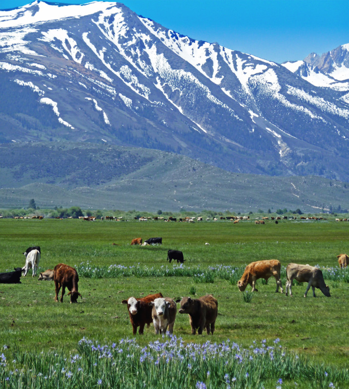 Contented Cows