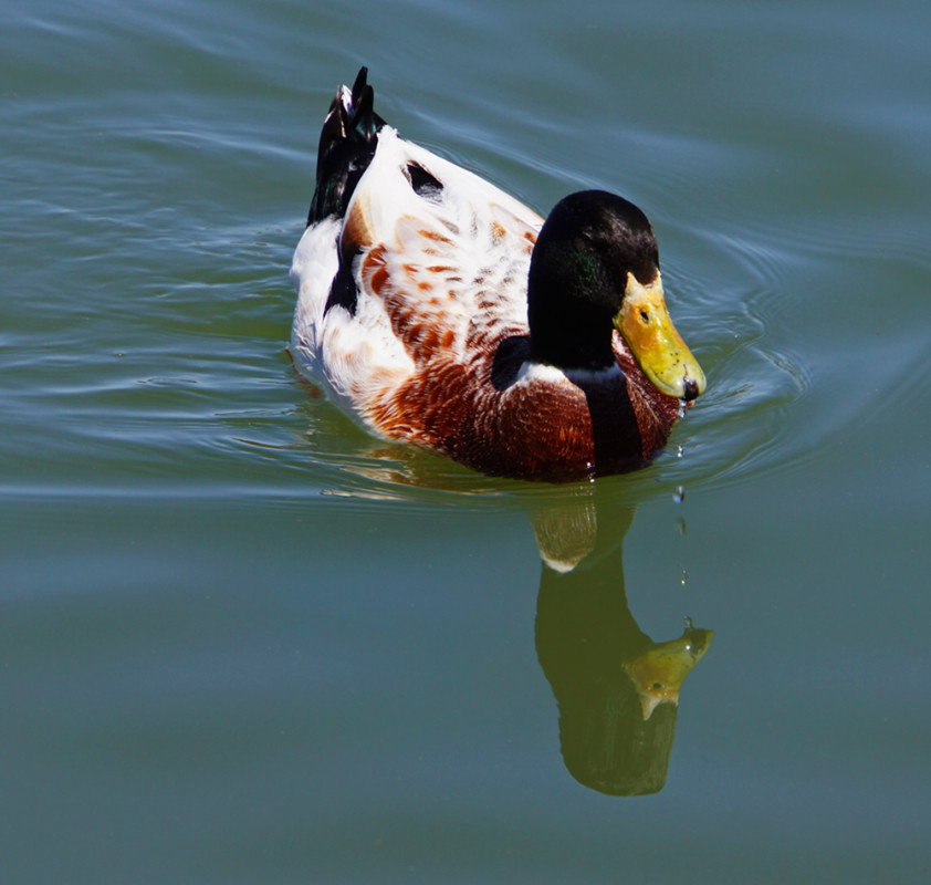 Dripping Beak