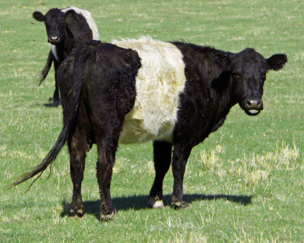 Oreo Cows