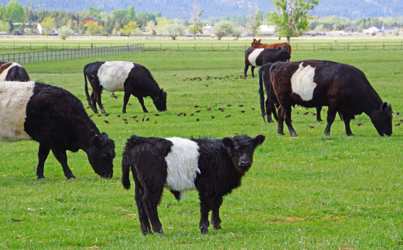 Oreo Herd