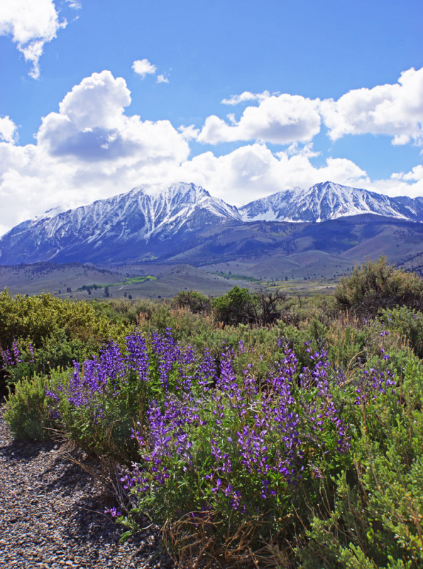 Sierra Lupine