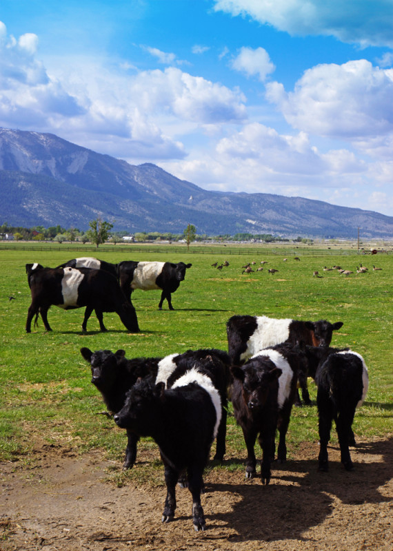 Spring Calves