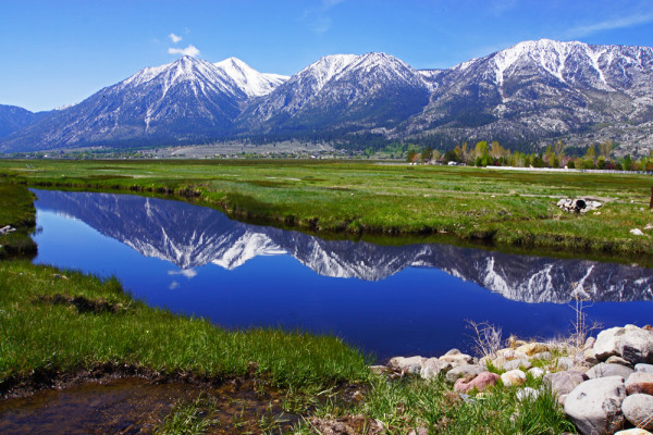 Springtime Reflections