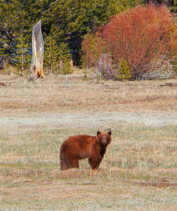 Tahoe Brown Bear III