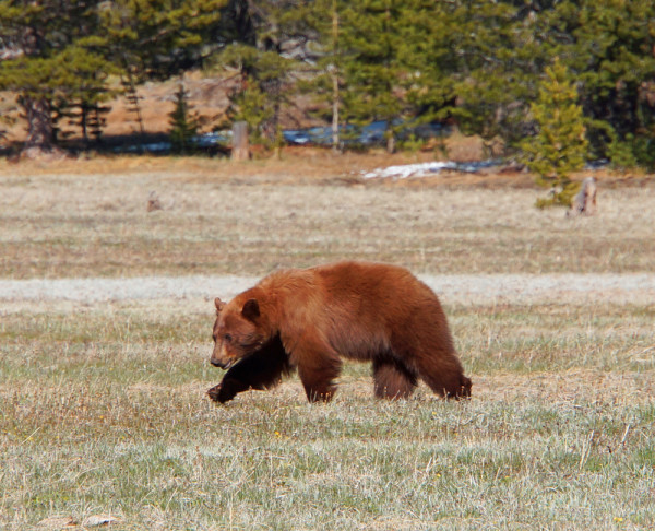 Tahoe Brown Bear V