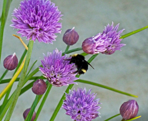 The Pollinator
