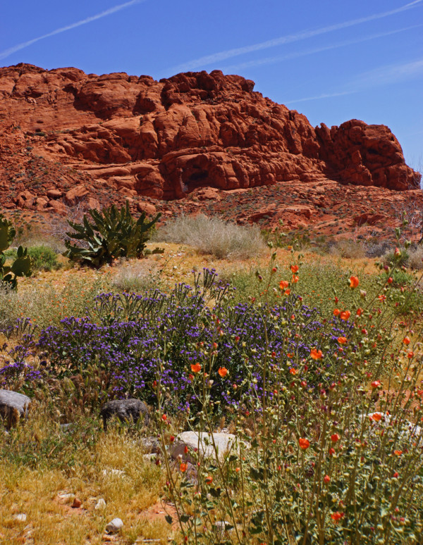 Valley of Fire Wild Flowers