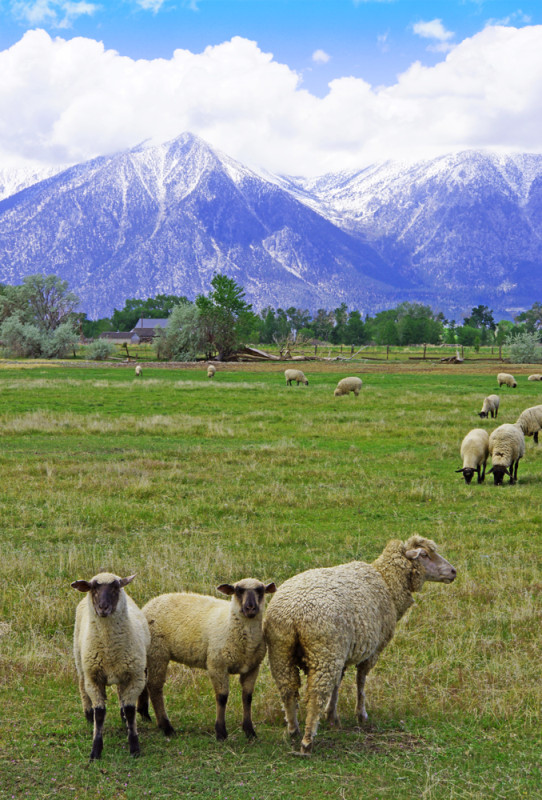 Spring Lambs