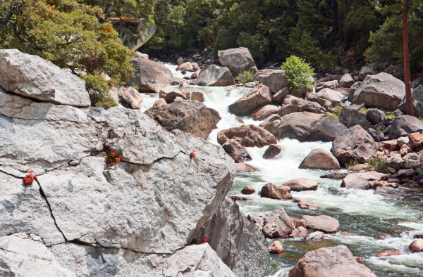 Wild Flowers at the Merced River