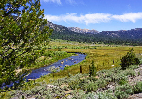 Carson Pass Meadow